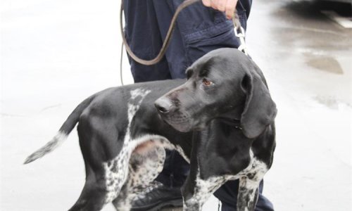 Tri odvojena napada pasa bez nadzora u okolici Pule, policija ima važno upozorenje