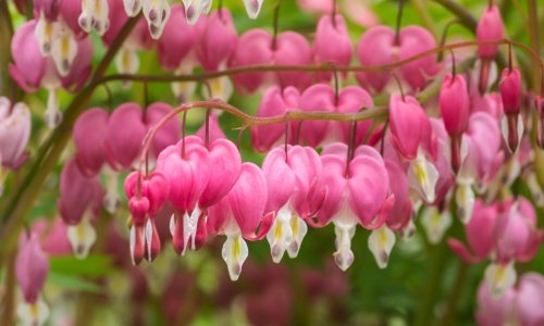 Ova otporna biljka obožava sjenu, a njezini jedinstveni cvjetovi nikoga ne ostavljaju ravnodušnim