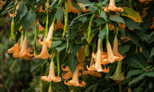 Ova očaravajuća biljka ima upečatljive cvjetove, ali i svoju opasnu stranu