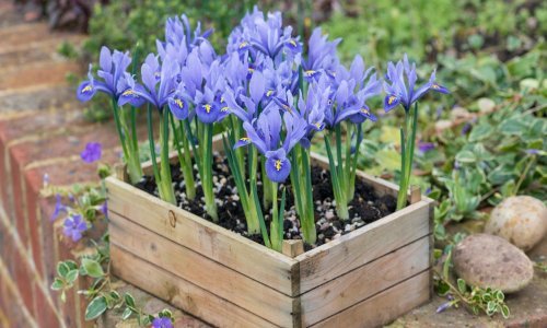 Korak po korak: Sve što morate znati o sadnji i uzgoju ovih prekrasnih perunika