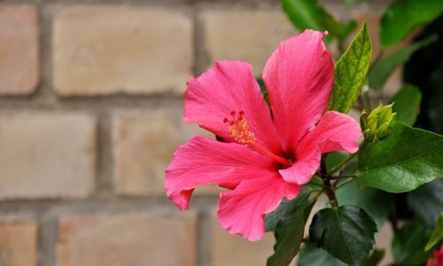 Hibiskus oduševljava cvjetovima u prekrasnoj paleti boja, a ove stvari dobro je znati prije nego krenete sa sadnjom