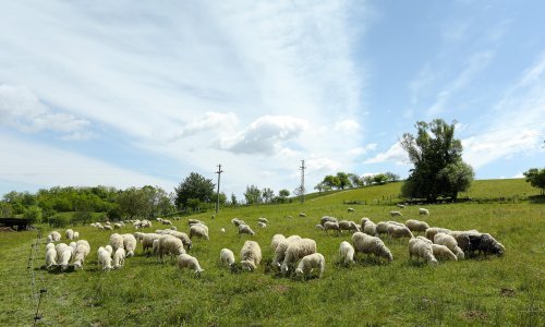 Izvukli 77,5 milIjuna kuna na izbrisanim pašnjacima