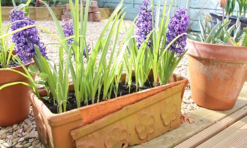 Zumbule možete uzgajati u vrtu, ali i u zatvorenom prostoru, a ovako će vam sigurno uspjeti