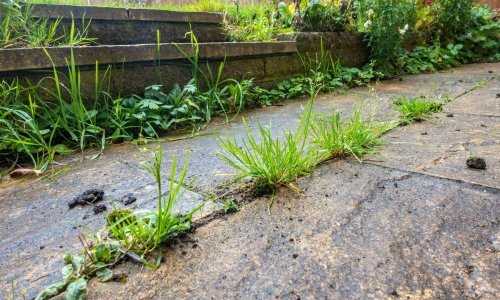 Kako se konačno riješiti korova koji uporno raste između spojeva ploča u vrtu?