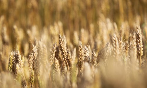 FAO: Hrana nikad skuplja, u ožujku najviše skočile cijene biljnih ulja i žitarica