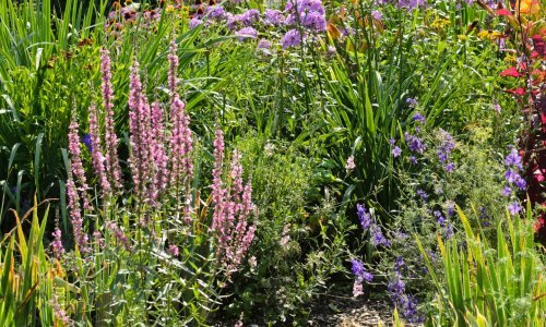 Ne dajte da vas njihov privlačan izgled zavara: Ovim invazivnim biljkama nije mjesto u vašem vrtu