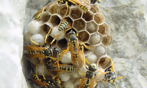 Stršljeni napali staricu kod Vrlike, vatrogasci nisu mogli do nje bez specijalnih odijela