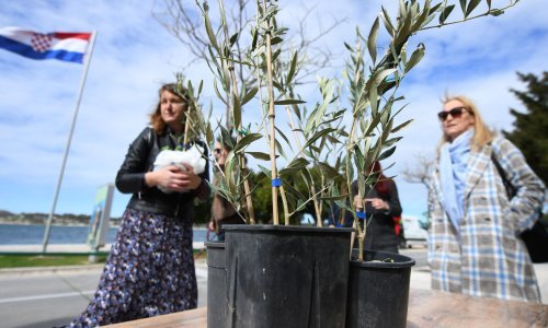 [FOTO] Na stoti rođendan Vesne Parun Radio Šibenik sugrađanima podijelio 100 sadnica maslina, a čitala se i poezija velike pjesnikinje