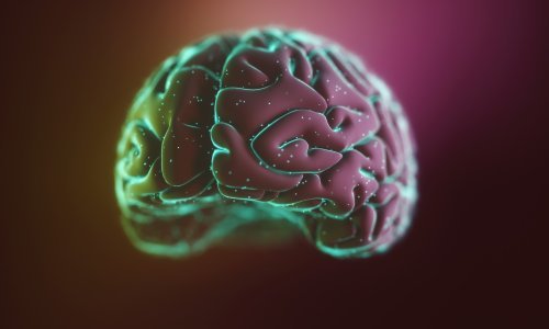 Veliki korak za znanost: Ne samo da naš mozak naglo raste kad smo mladi, već se i smanjuje kako starimo
