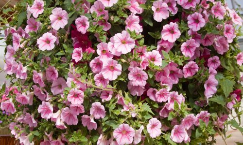 Sve što morate znati o uzgoju divnih petunija koje će svakom vrtu dati poseban šarm