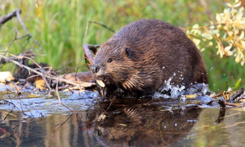 Dabrovi se vratili u London nakon više od 400 godina