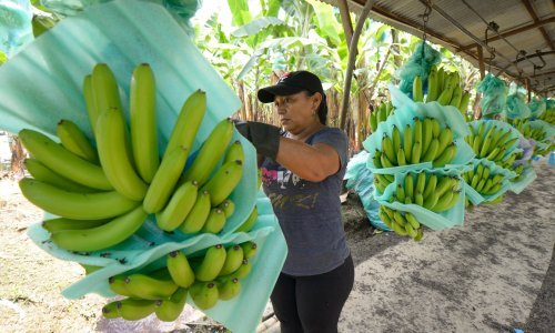 Pobuna uzgajivača u Ekvadoru: Cijena banana ne pokriva troškove uzgoja