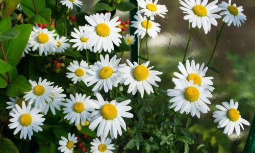 Nježne i tako mirisne: Ivančice su divan ukras svakog vrta, no neka vas njihov dražestan izgled ne zavara