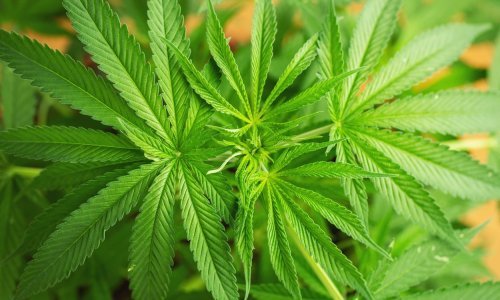 Uskok podignuo optužnicu protiv šestorke koja je uzgojila 35 kilograma marihuane