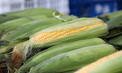 Ukrajina osjetno smanjuje izvoz kukuruza i suncokretovog ulja