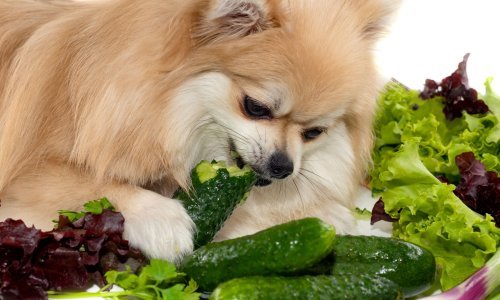 Psi i mačke mogu biti vegetarijanci, ali njihova sreća važnija je od vaše