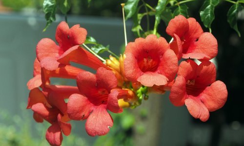 Oprez, neka vas lijep izgled ovih biljaka ne zavara: Invazivni korov lako se može kamuflirati kao cvijeće u vašem vrtu