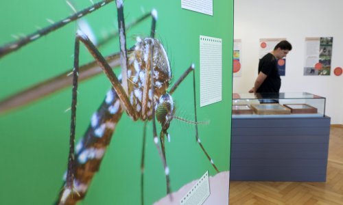 Ovaj važni eksponat seli se zbog rekonstrukcije Prirodoslovnog muzeja