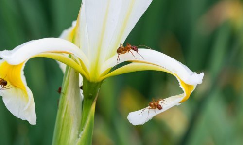 Tako sićušni, a tako moćni po pitanju uništavanja biljaka: Ima li nade kada mravi napadnu vrt?