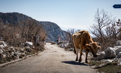 Goveda u Hrvatskoj kao nikad, ali muznih krava i rasplodnih krmača sve je manje i manje...