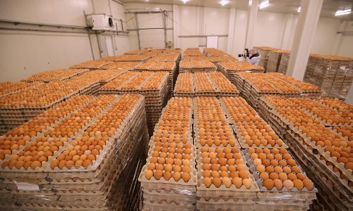 Britanski proizvođači prijete obustavom isporuke jaja, cijene su im neprihvatljive