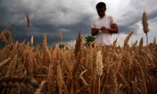 Pšenica i dalje vlada, ali evo na čemu se uzimaju veći novci