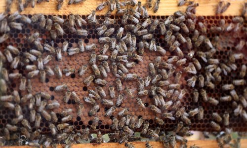 Ministarstvo će zbog pomora pčela financijski pomoći pčelarima, još uvijek se ne zna u kojem iznosu