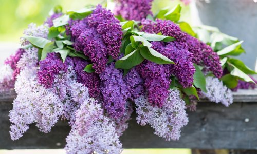 Jorgovani nikako da procvjetaju kako treba? Evo kako da ova mirisna biljka zablista u svoj svojoj ljepoti