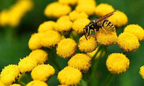 Kod uređenja vrta važno je odabrati biljke koje privlače ose, a evo zašto