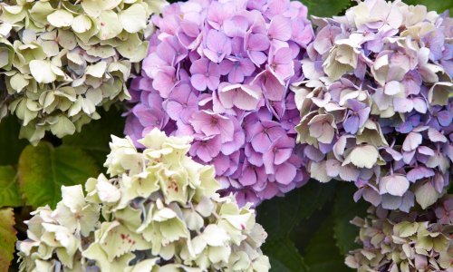 Najraskošniji cvjetni grmovi: Što morate znati o uzgoju hortenzija