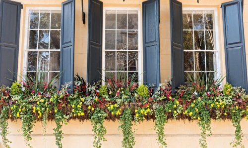 Posadite ih i svaki dan uživajte u prekrasnom prizoru: Ove biljke su najbolji izbor za žardinjere na prozoru