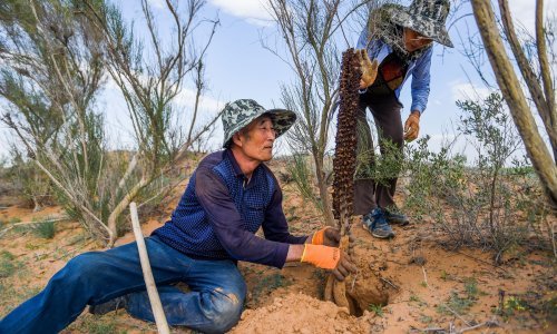 U dvadeset godina Zemlja je bogatija za zelenilo površine Amazonije