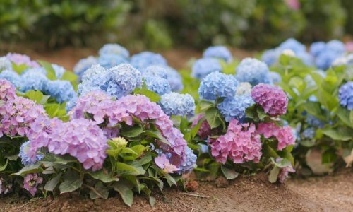 Plava ili ružičasta? Evo kako promijeniti boju cvjetova hortenzija