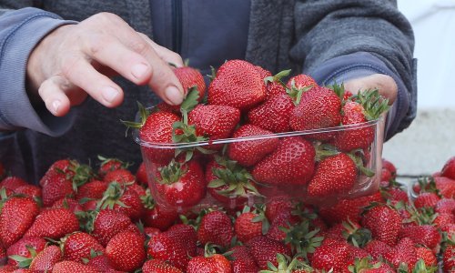 Vrgoračke jagode čak 50 kuna, uvozne upola jeftinije