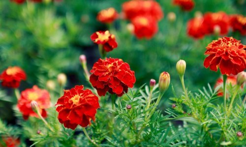 Uzgoj cvijeća iz sjemena znatno je jeftiniji, a ovo su sorte kojima ne možete pogriješiti