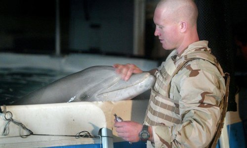 [VIDEO/FOTO] Amerikanci su uvježbavali borbene dupine i u Hrvatskoj, a Rusi su ih trenirali za bizarne napade: Što znamo o nekad strogoj vojnoj tajni