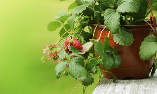 Obožavat ćete ih jesti i gledati: Kako posaditi i uzgajati jagode u  posudama
