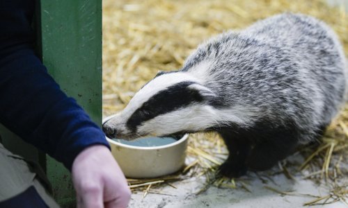 Slijepi jazavac Nikola udomljen u Zoološkom vrtu