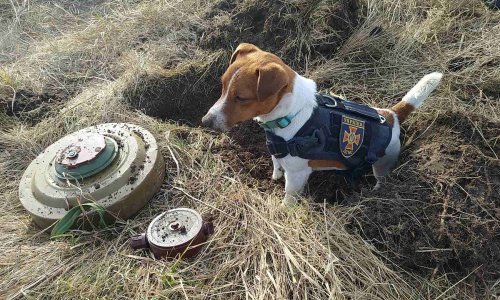 [VIDEO] Zvijezda obrane Ukrajine: Pas Patron sinoć je s interventnim timom uništio 262 eksplozivne naprave