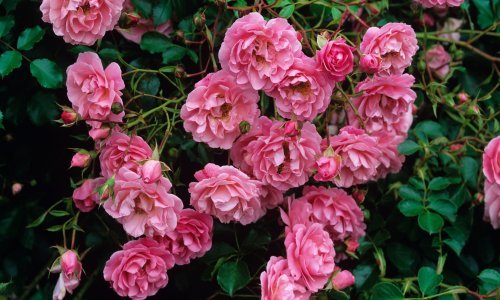 Nije sve izgubljeno: Uz pomoć ovih trikova oživjet ćete vrt s ružama