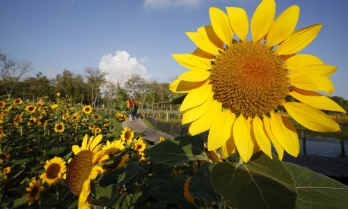 EU očekuje znatno slabiji urod kukuruza i suncokreta u Ukrajini