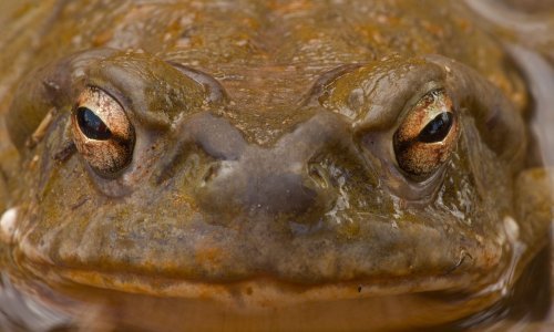 Meksička otrovna žaba - 'sveta' životinja nove psihodelije
