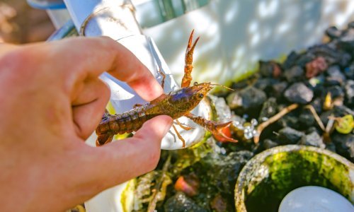 'Nova' tehnologija proizvodnje hrane koju su izmislili - Azteci