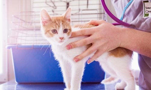 Kako prepoznati temperaturu kod ljubimaca