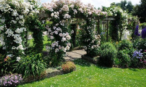 Penjačice su šarmantan dodatak u vrtu, a ključno je odabrati pravu: Ove sorte najbolji su izbor za ograde, pergole i vrtne rešetke