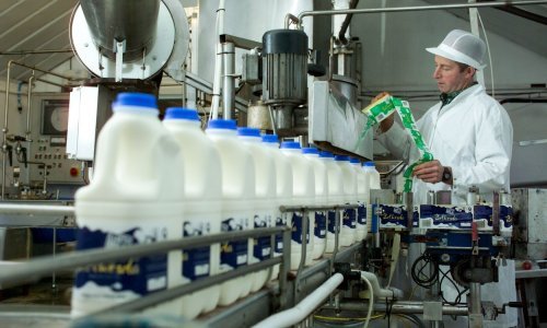 Gasi se jedina mljekara u Primorsko-goranskoj županiji. Tvornica ostala bez sirovine, 30 radnika 'Tonke' ostaje bez posla?