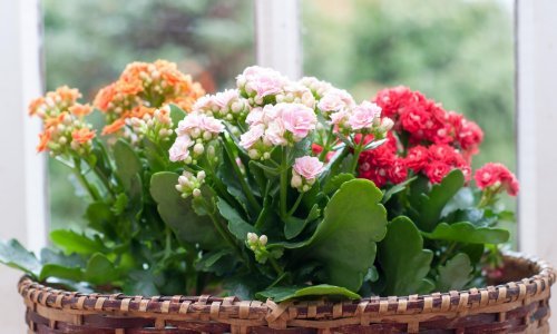 Prekrasna i šarmantna: Vani ili unutra, kalanhoa je prava zavodnica u cvjetnim posudama, ali i savršen izbor za poklon