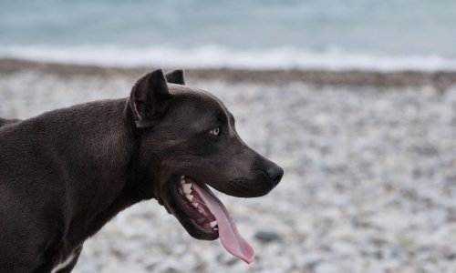 Nevjerojatan incident na Osejavi: Pas s obale doplivao do muškarca u moru i napao ga