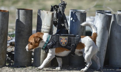 [VIDEO] Zelenski odlikovao zvijezdu obrane Ukrajine, Patrona - psa tragača za minama