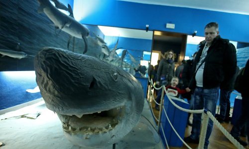 Golema psina od osam metara zbog obnove HPM-a seli na Zagrebački velesajam, a ovo je njegova priča